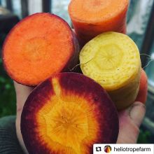 Super stoked to have some beautiful organically grown vegetables at our #HolidayNightMarket tomorrow night (Nov 29, 5-9pm)! REMINDER that the location has changed to 445 14th Ave!
<
>
#farmersmarket #knowyourfarmer #holidays #holidayshopping #yqrevents #y