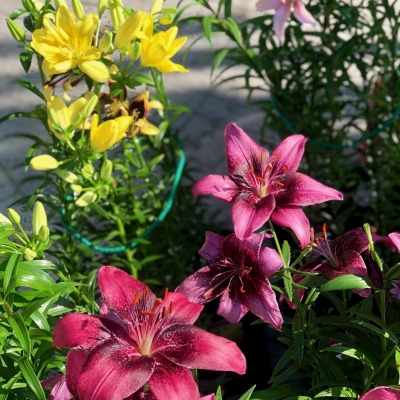 Multi-colored Lilies
