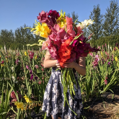 Black fox Florals: Gladiolas