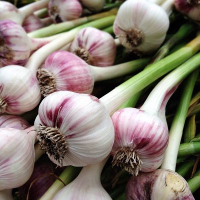 The Garlic Garden