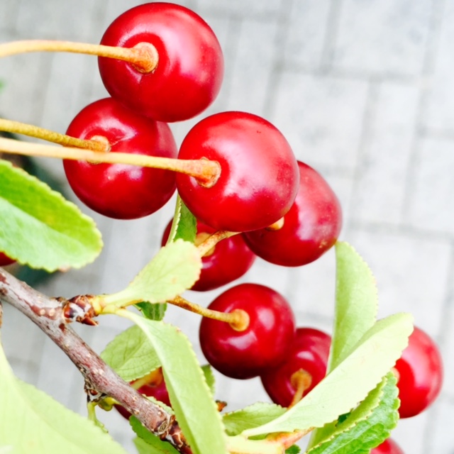 Street Beets July 21st, 2015: Cherry Trees, Cold Brew Coffee, and Vendor Map! - Image 1