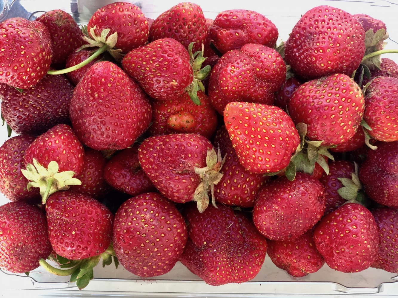 This Week at the RFM (Wed July 10, Thurs July 11 & Sat July 13)