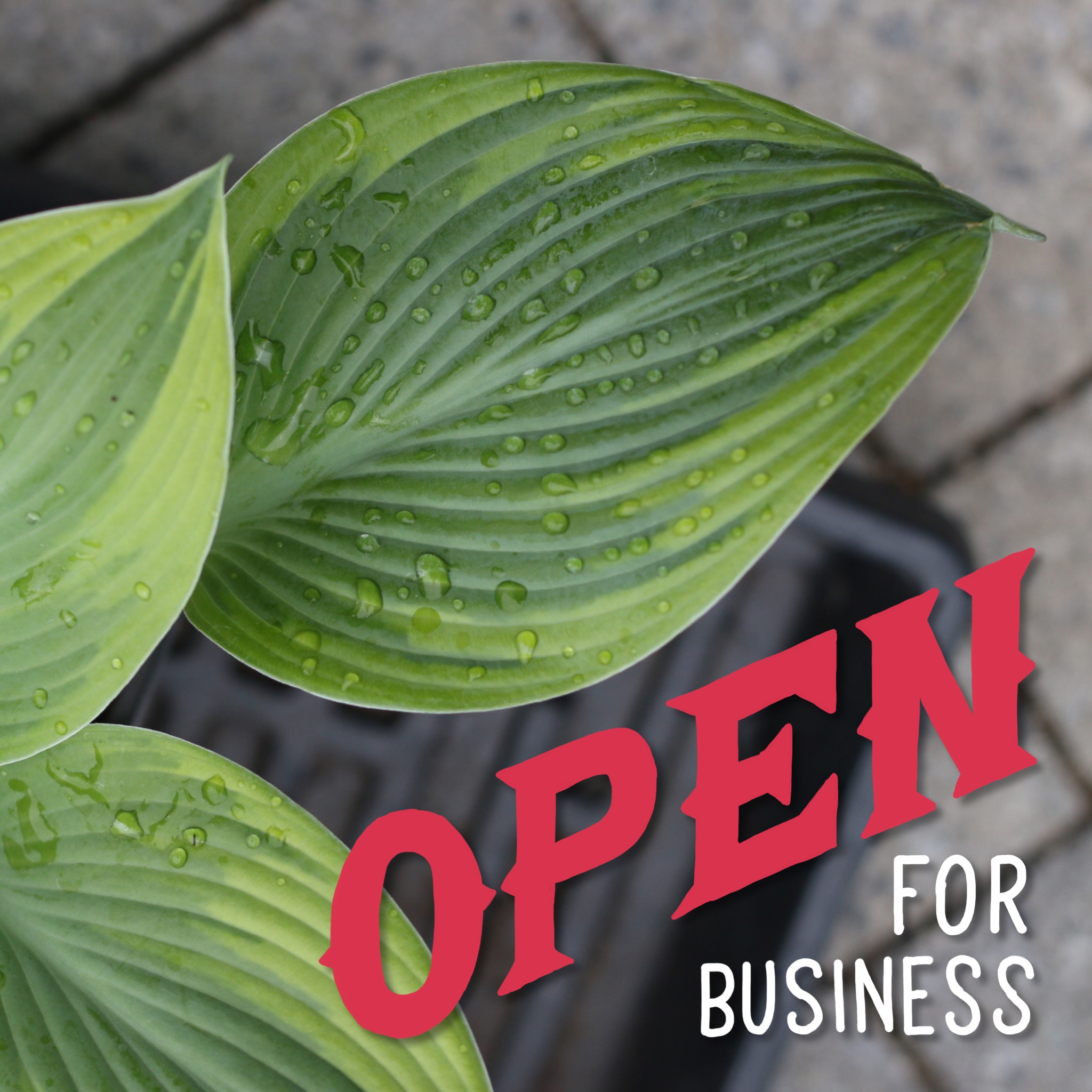 First Outdoor Market!