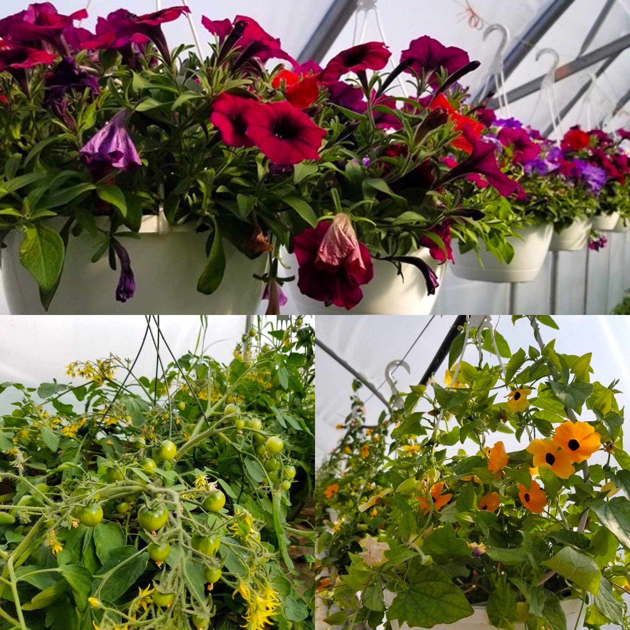Outdoor Farmers' Market