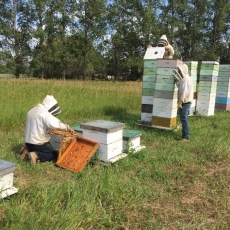 Vendor Spotlight: Keller's Bee Happy Honey