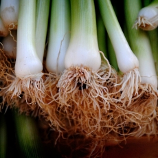 This Week at the RFM (May 15 & May 18)