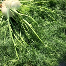 This Week At The RFM (Wed Aug 14, Thurs Aug 15 & Sat Aug 17)