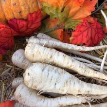 The hard frosts of fall mean that we have to say goodbye to some of our Saskatchewan local food bounty. But some seasonal treats are just now coming into their own! Here’s a pro parsnip tip from RFM farmer Pam Miller, of @millersbygonefarm (find her on 