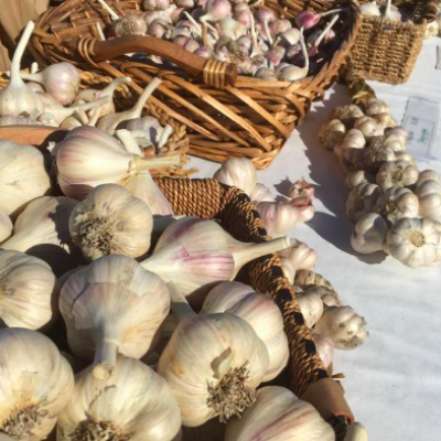 Garlic Variety