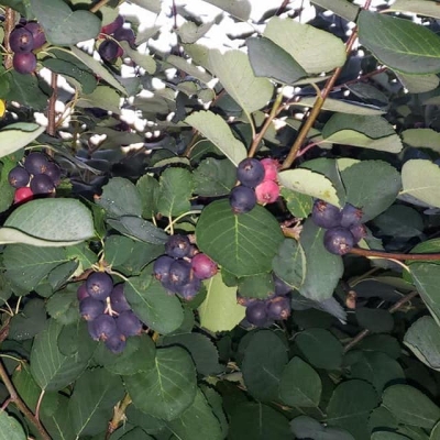 67168648_697549964027811_3652956091400060928_o