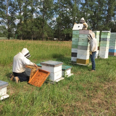 Honey Harvesting 