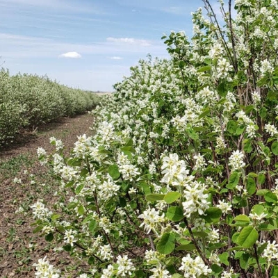 Blooming Saskatoon Bushes